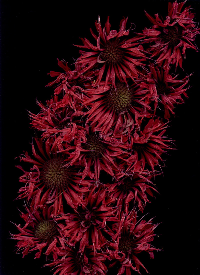 Bloom Day Scans flower art by Craig Cramer | Yellowtrace. Bloom Day Scans flower art by Craig Cramer | Yellowtrace.