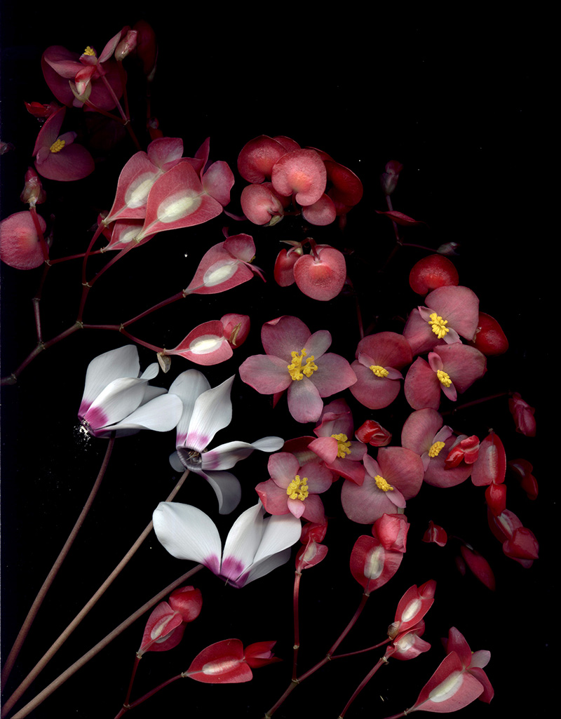 Bloom Day Scans flower art by Craig Cramer | Yellowtrace. Bloom Day Scans flower art by Craig Cramer | Yellowtrace.