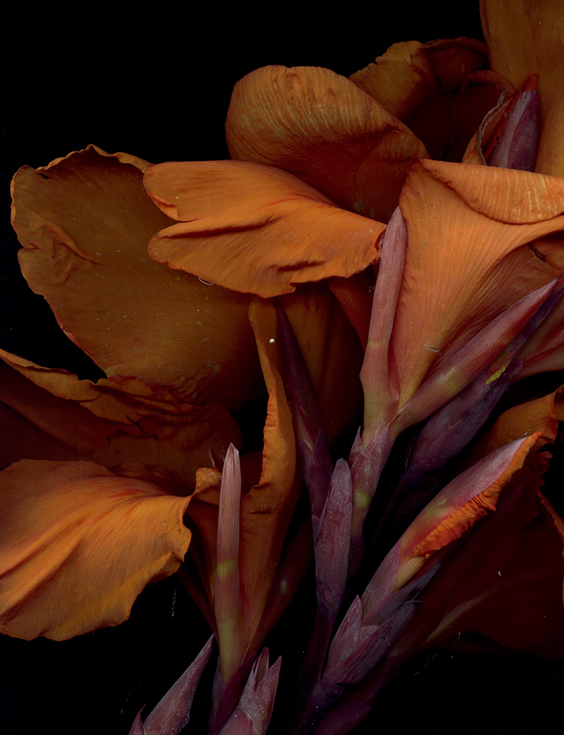 Bloom Day Scans flower art by Craig Cramer | Yellowtrace. Bloom Day Scans flower art by Craig Cramer | Yellowtrace.