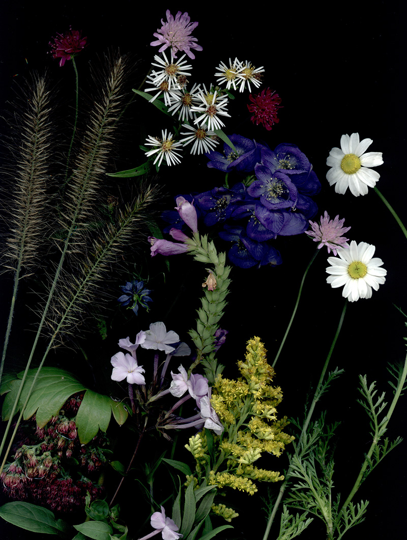 Bloom Day Scans flower art by Craig Cramer | Yellowtrace. Bloom Day Scans flower art by Craig Cramer | Yellowtrace.